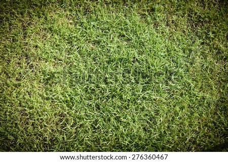 Green grass abstract background good for graphic designer