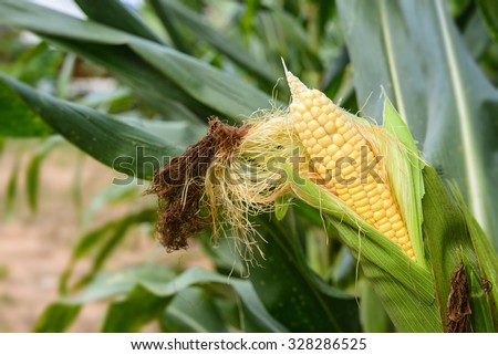 Corn for feed industry; Yellow corn in green corn field; Fresh corn before harvesting in corn field