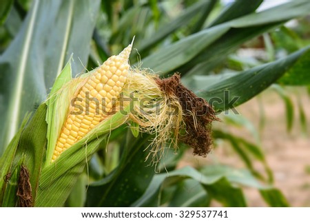 Corn for feed industry; Yellow corn in green corn field; Fresh corn before harvesting in corn field