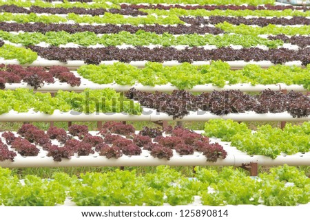 Hydroponics vegetable farming