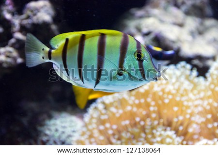 beauty color fish life in coral reef