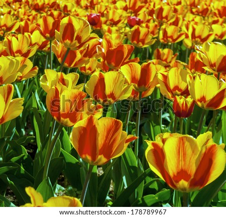 easter tulip background spring colourful flowers