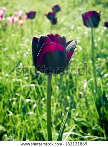 Beautiful spring black flowers tulips