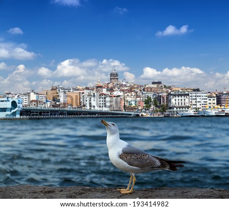 sea gull and landscape Golden Horn in Istanbul. Turkey