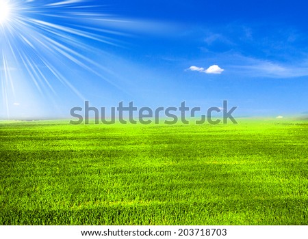 sun grass green field and blue sky - landscape nature