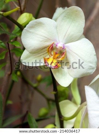 white orchid flower white background - beauty in nature