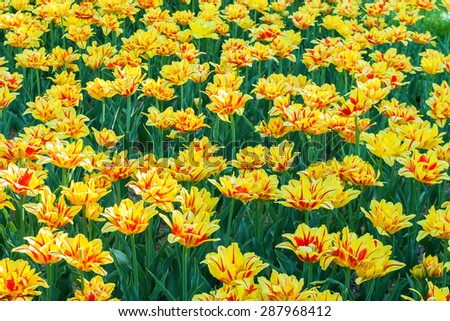 Colorful tulips in the park, tulip on spring close up in flower garden, Kukenhof, Holland
