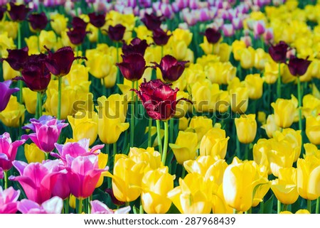 colorful flowers, petal tulip on spring close up in flower garden, Kukenhof, Holland