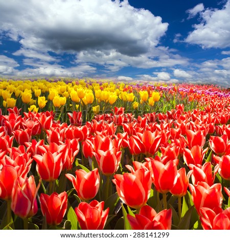 spring flowers tulips meadow in flower garden, Kukenhof, Holland - Springtime