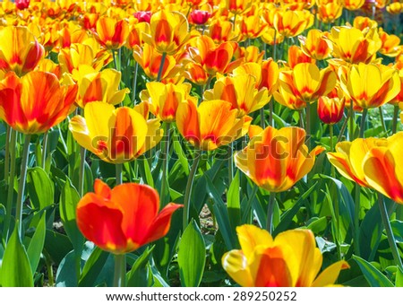 tulip yellow flowers on spring close up in flower garden, Kukenhof, Holland