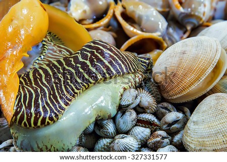set Sea Shells at street market. Seafood, background Sea food