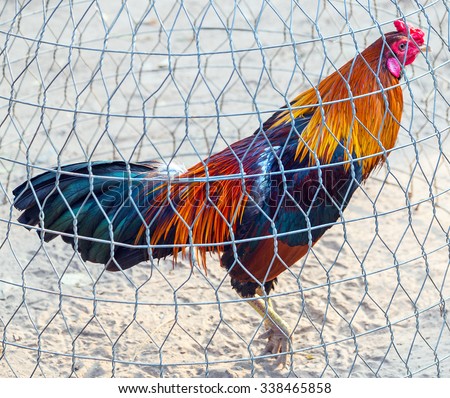 Cock fight rooster in wire hutch