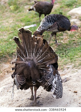 Wild Turkey strutting with tail fanned out
