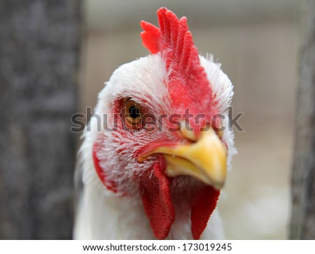 young white rooster close up on a poultry yard