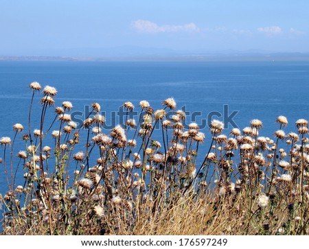 Dry flowers on a background of the Sea of Marmara, Turkey