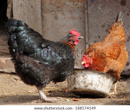 colorful chickens eating on poultry yard