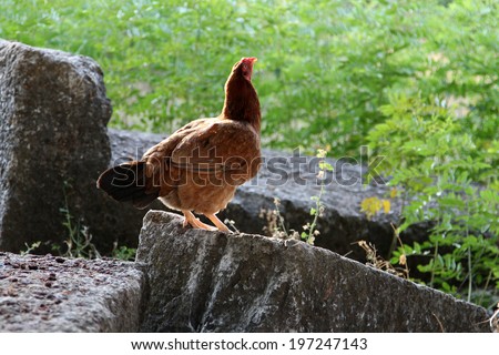 Chicken on the stone going to fly