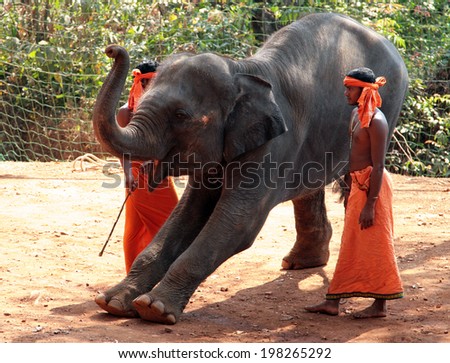 GOA, INDIA - FEB 19, 2008: Indian men with trained elephant. Elephant - a symbol of positive character - is used in Asia as a supreme royal animal and is highly regarded for the mind and trick