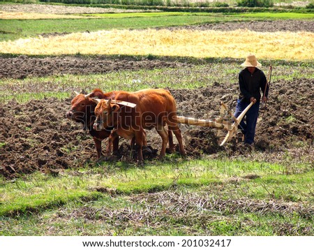 DALI, KUNMING PROVINCE, CHINA - APR 10, 2006: Chinese farmer plowing a field with a wooden plow and harness of buffaloes
