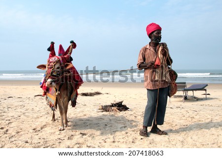 GOA, INDIA - FEB 13, 2008: Indian man with holy indian cow decorated with colorful cloth and jewelry on the beach of Southern Goa