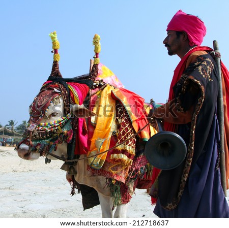 GOA, INDIA - FEB 7, 2014: Indian man with holy indian cow decorated with colorful cloth and jewelry on the beach of South Goa