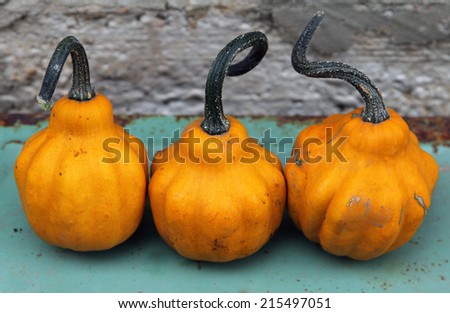 Three pear-shaped pumpkins