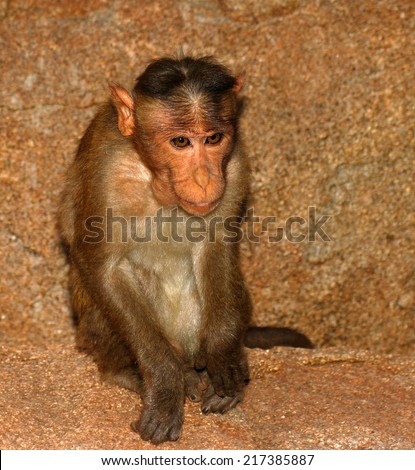 monkey with big ears closeup