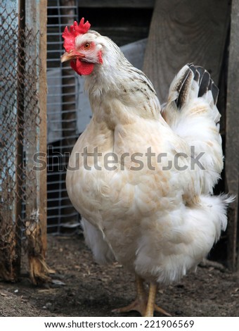 White chicken in a poultry yard