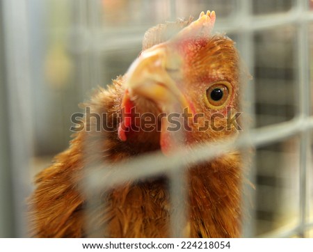 Golden chicken looking through the lattice cells