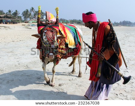GOA, INDIA - FEB 7, 2014: Indian man with holy indian cow decorated with colorful cloth and jewelry on the beach of South Goa