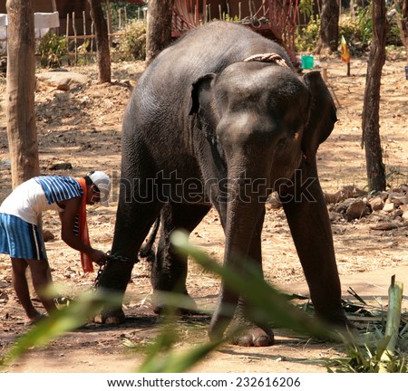 GOA, INDIA - FEB 19, 2008: Indian man tying a chain to the leg of an elephant. In India, elephants are not only sacred animals, but they are also widely used as labor to work on plantations