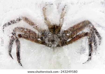 King crab in ice block