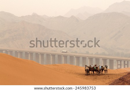 Camels in Tennger desert, Shapotou scenic area, Ningxia province, China