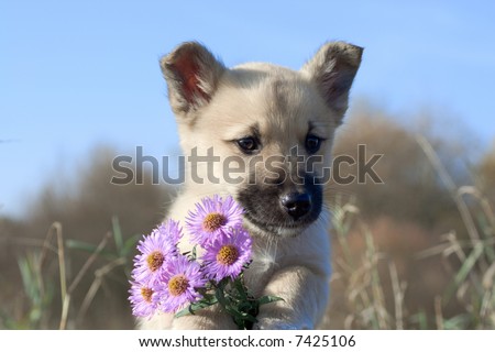 puppy dog hold flowers in fore-foots