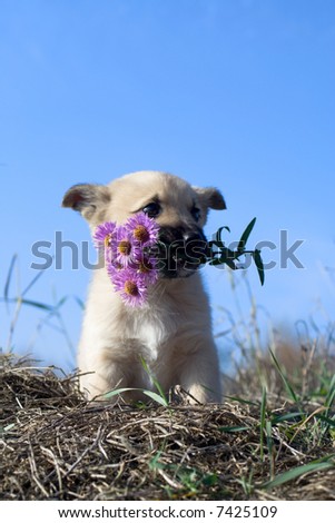puppy dog hold flowers in mouth