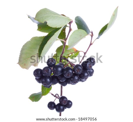 black ash-berries
