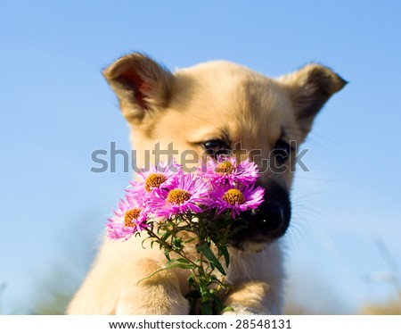puppy dog hold bouquet of flowers on blue sky background