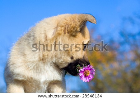 puppy dog hold flower in mouth on blue sky background