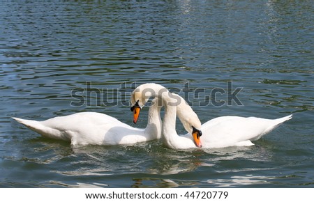 two swans in love
