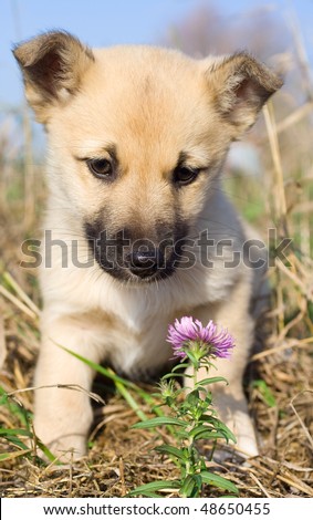 puppy smelling pink flower