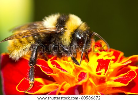 Bumblebee On Flower