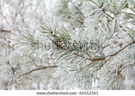 branch of pine, covered with hoar-frost