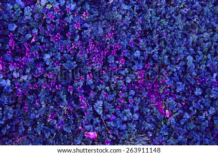 Purple and blue flowers pattern