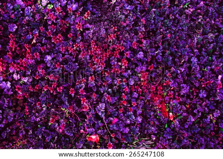 Pattern of small flowers in blue, pink and purple tones