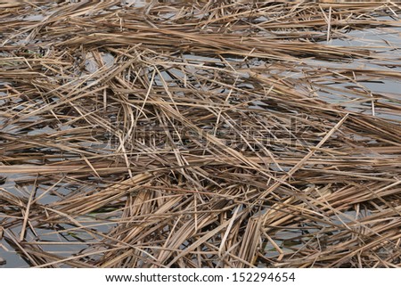 Rice straw in the water