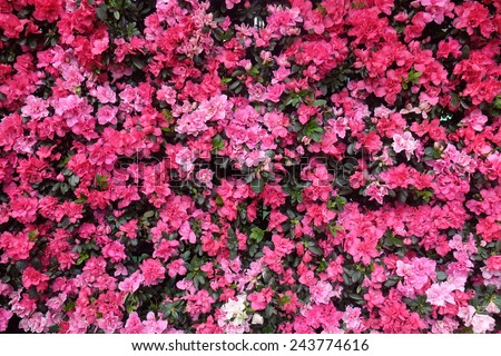 pink flower wall