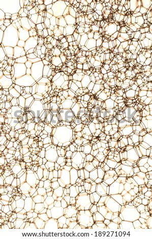 Nice web formed by cells and lines, with a blurred background.