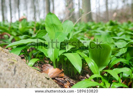Delicious wild ramson growing in a danish forest