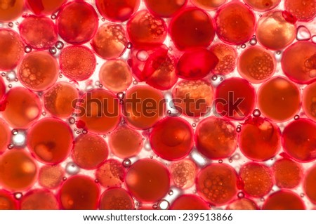 Many small fish eggs in cold water