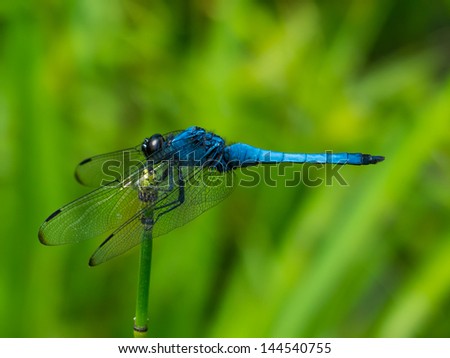 A Blue Japanese DragonFly balanced on a budding plant